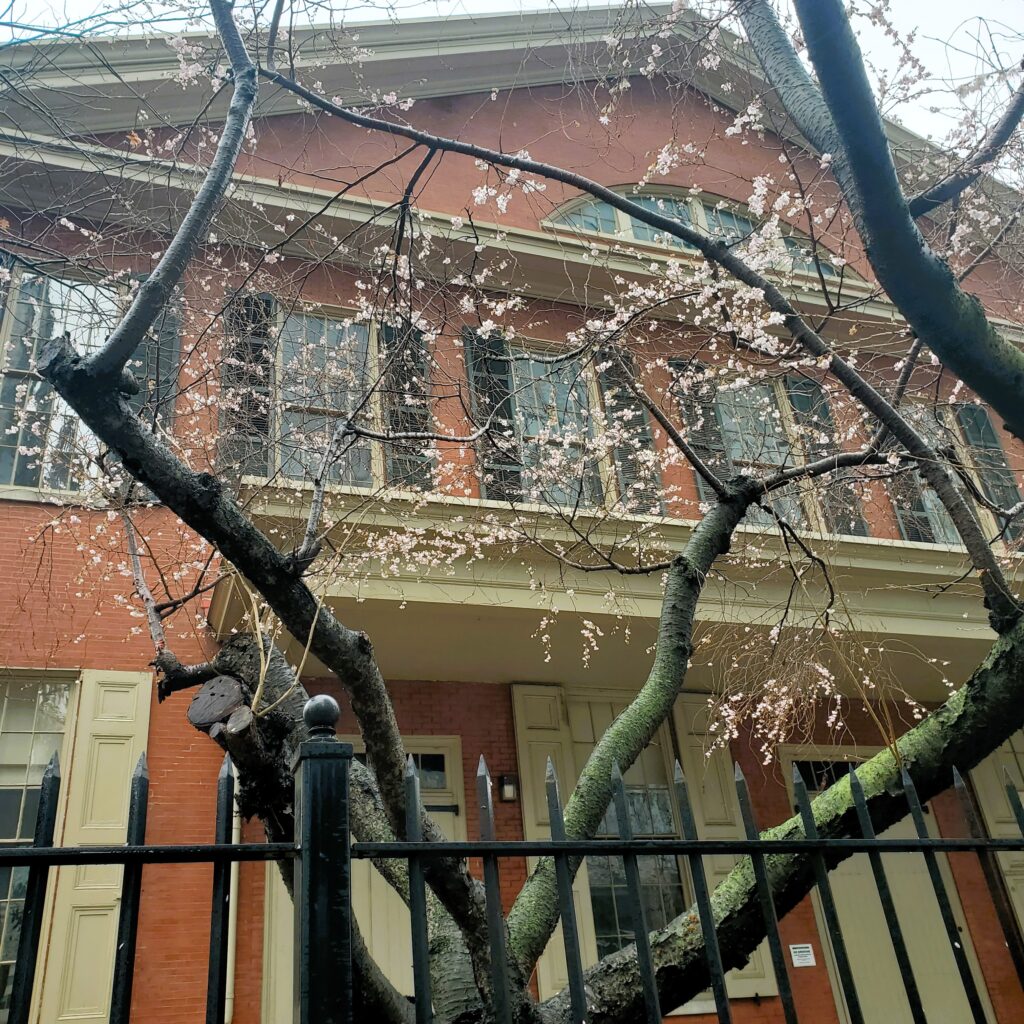 Cherry trees blossom in front of a red brick building with black shutters and white trim. A black metal fence is in the foreground at the bottom.