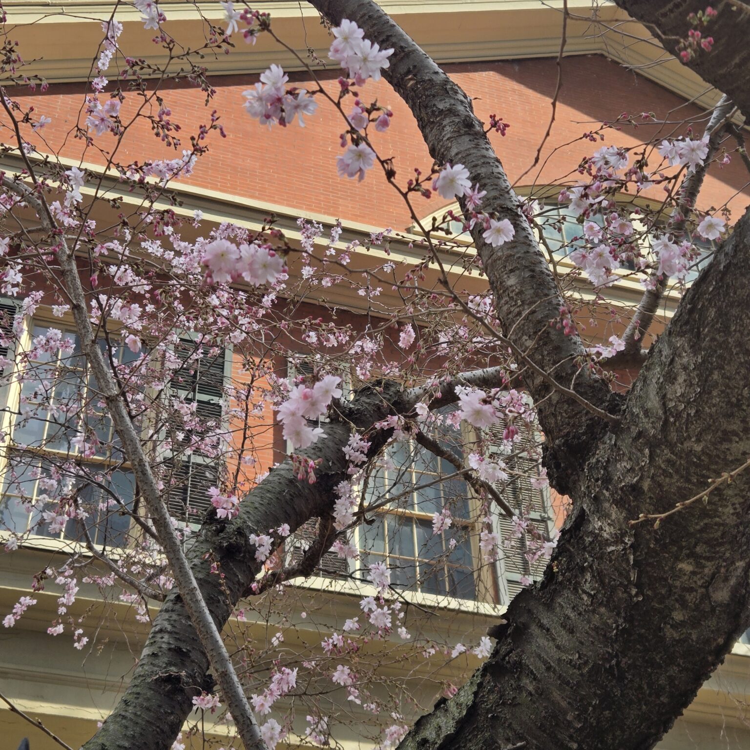 A closer view of the cherry blossoms in front of the Race Street Quaker Meetinghouse.