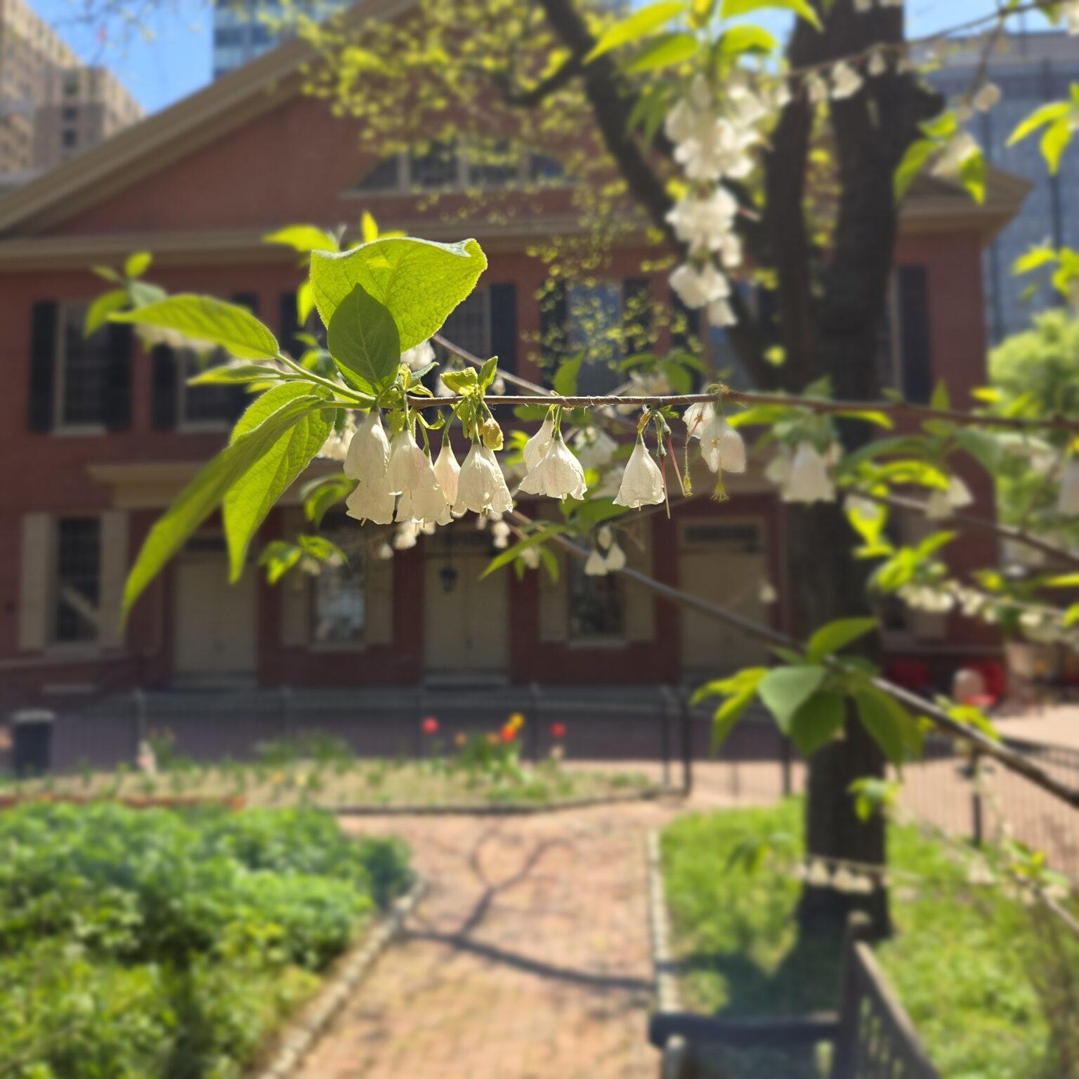 White blossoms on a Carolina silverbell branch droop from a branch. Out of focus in the background is the Race Street Quaker Meetinghouse.