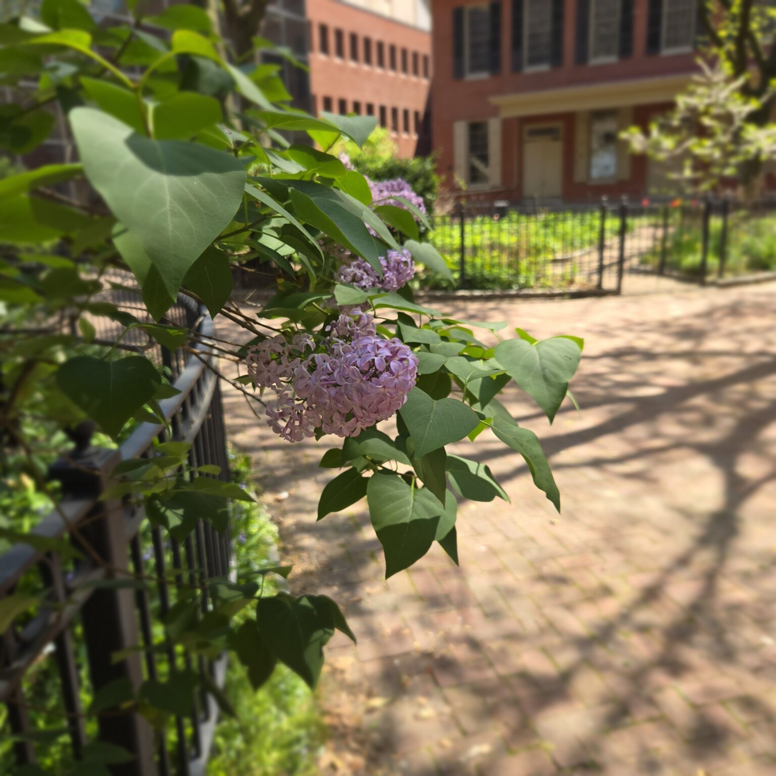 Lilac blossoms on a branch. Out of focus in the background are the brick-paved courtyard and two buildings of Friends Center.