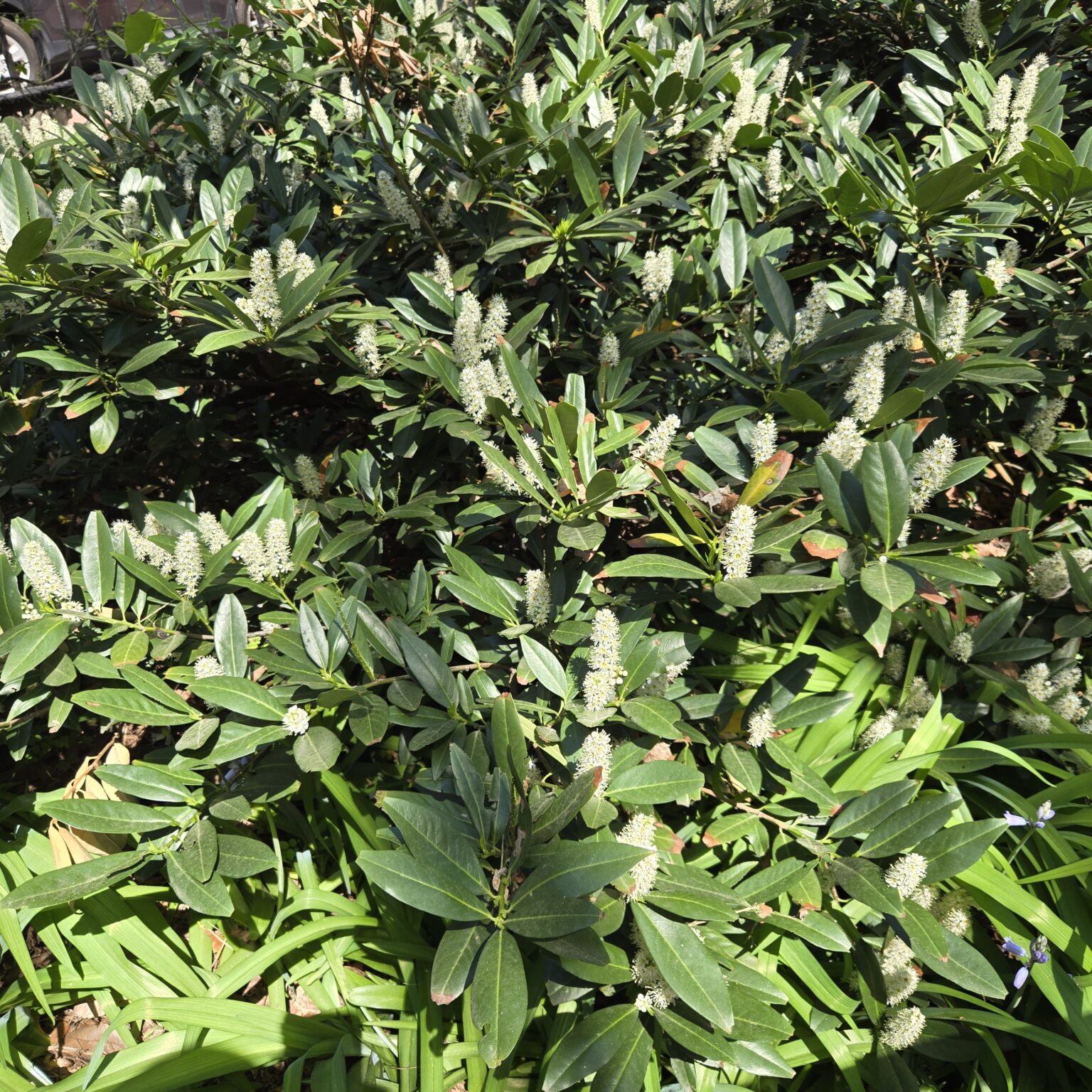 A vibrant green shrub has stalks of small white blossoms. It may be clethra anifolia, or coastal sweetpepperbush.