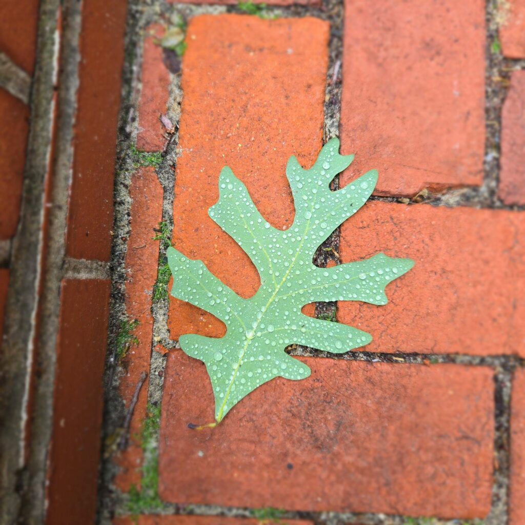 A green oak leaf dotted with raindrops lies on brick pavers in the front plaza at Friends Center.
